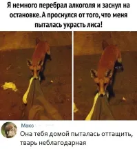 Странно, обычно белка приходит, а тут лиса