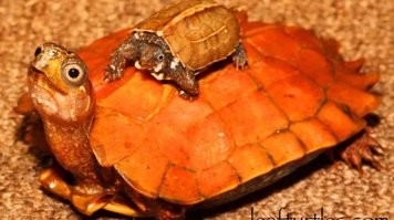 20+ любопытных находок из обычной жизни