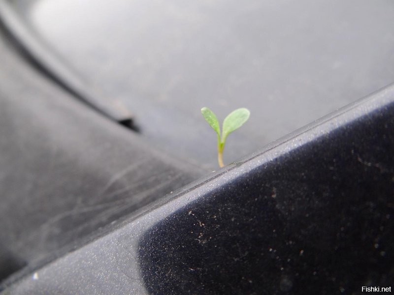 Растение, растущее на ветровым стеклом моего экоавтомобиля