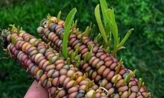 17 крайне любопытных случаев, когда что-то где-то неожиданно проросло