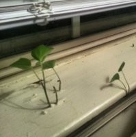 А как вам оживший подоконник?