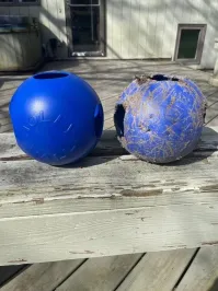 Это что за зверь такой? Покормите песика уже!