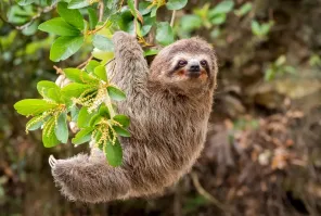 А нас не догонят