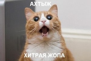 Кот притворился раненым, чтобы попасть в помещение