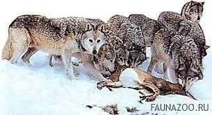 когда щеночки подросли и началось....