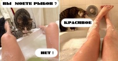Это всё мне? Реакция кота на рыбу на столе