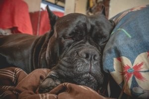 Смотря кто это вы. У меня их две милейшие псинки. Мы все счастливы :)