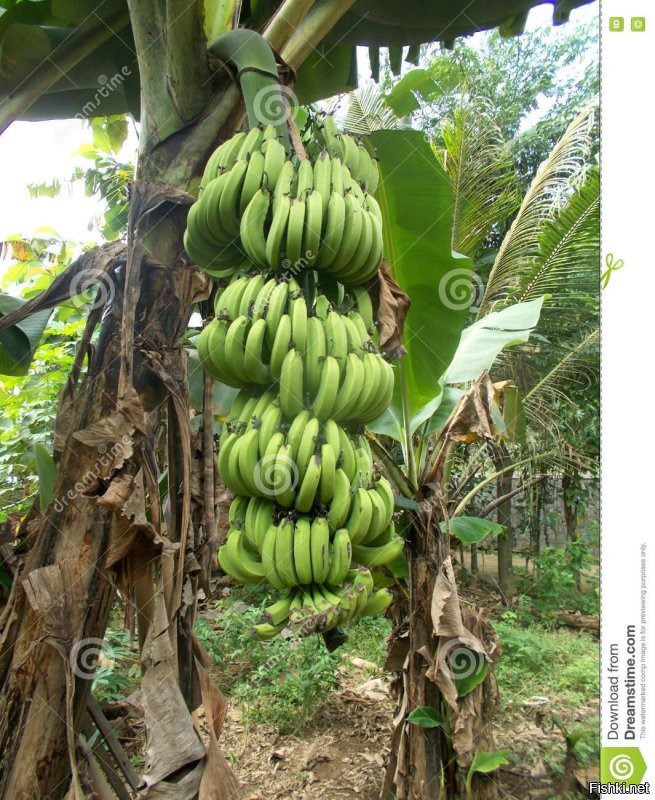 "Вдоль путей произрастают также и банановые пальмы".
Что за школота это писала? Бананы не растут на пальмах. От слова "вообще". Растения, где произрастают бананы называют "банановым деревом". Хотя если быть точнее это никакое не дерево а трава