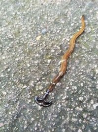 Вообще-то это не слизень (брюхоногий моллюск), а ресничный червь. Перед автопереводом хоть как-то информацию проверяйте...