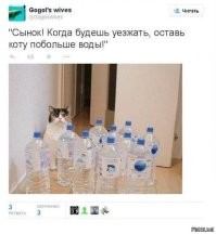 Кошка пытается достать корм из автоматической кормушки