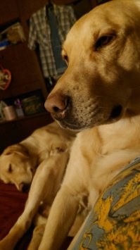 Все знают, что мы собачатники - с присвистом...
На первом фото маленький - с нашим старшим, на втором - он сам теперь старший...