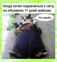 Способы использования котов в хозяйстве
