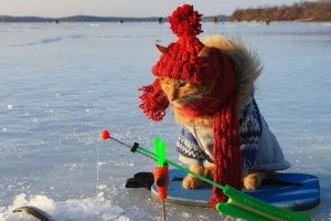 Наловил теперь думает что с этим делать..