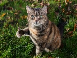 Способы использования котов в хозяйстве