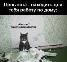 Способы использования котов в хозяйстве