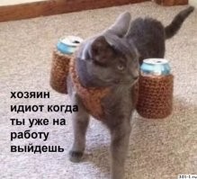 Способы использования котов в хозяйстве