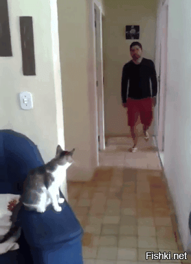 Способы использования котов в хозяйстве