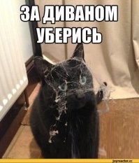 Способы использования котов в хозяйстве