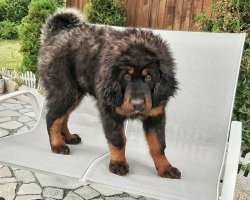 4 месяца и годик)))