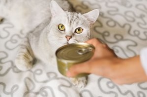 Кошка пытается достать корм из автоматической кормушки