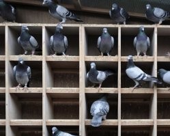 Дима, который смог: Микки Рурк обнародовал детали своего завещания