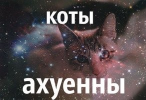 Способы использования котов в хозяйстве
