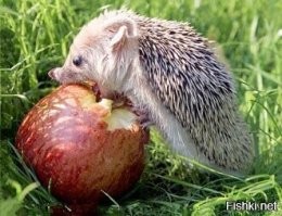 -Яблоко - моя слабость...