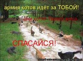 Наглые еноты решили забрать всю еду у кошку