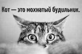 Новая звезда кот Симба