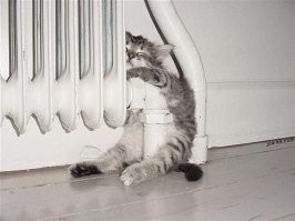 Котики тоже мёрзнут