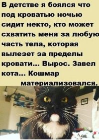 Кошачьи гифки