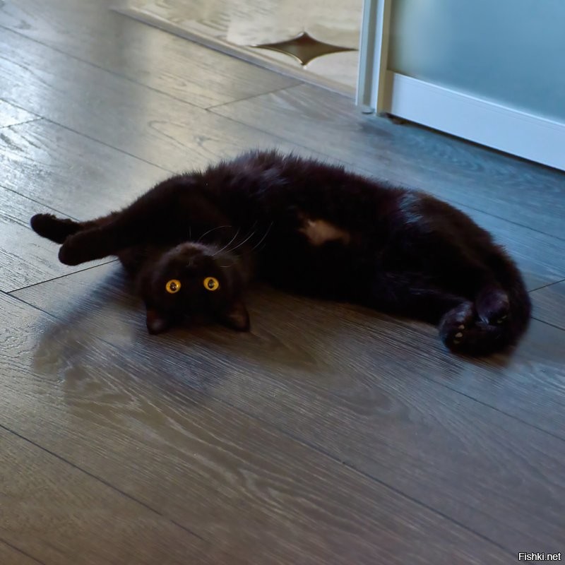 18 фотографий чёрных котов — милых, крутых, забавных и приносящих в дом только радость