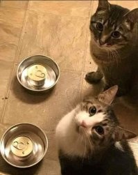 Кошка пытается достать корм из автоматической кормушки