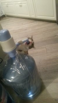Кошка пытается достать корм из автоматической кормушки