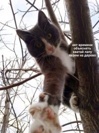 Котята барханной кошки