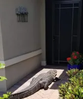 Чебурашка!Выходи гулять!