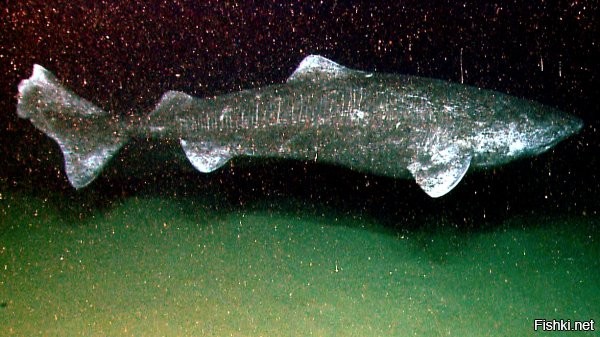 Расскажите это гренландской северной акуле: