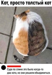 Наверняка это кошка. Трёхцветных котов практически не бывает.