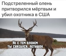 Даже олени проводят денацификацию.