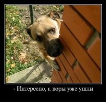 Бесстрашный пёс на страже дома