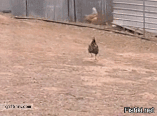 Куриная орда бежит к хозяйке