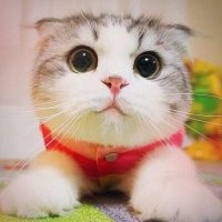 Многих умиляют фотографии котиков с большими зрачками. Типа "Ах, какие глазки!" При этом не все отдают себе отчёт, что в этот момент у котика включён режим "Убийца" и лучше держаться от него подальше!