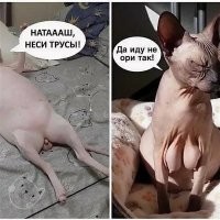 Не ищите здесь смысл. Здесь в основном маразм