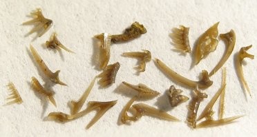 Конодонты. Размеры достойные внимания