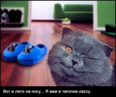 Кот Семён защищает компьютер и комнату хозяина