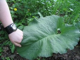 лучше застрелюсь чем не вытру жопу