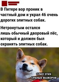 Картинка неудачная, это сиба-ину стоимостью полторашку евро за щенка