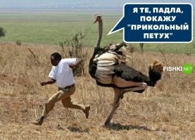 Смешно...
Да не особо и смешно.
Взрослый страус ударом ноги может убить ВЗРОСЛОГО ЛЬВА.