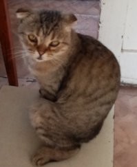 17 фото, когда у котов сбились системные настройки