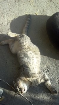 17 фото, когда у котов сбились системные настройки